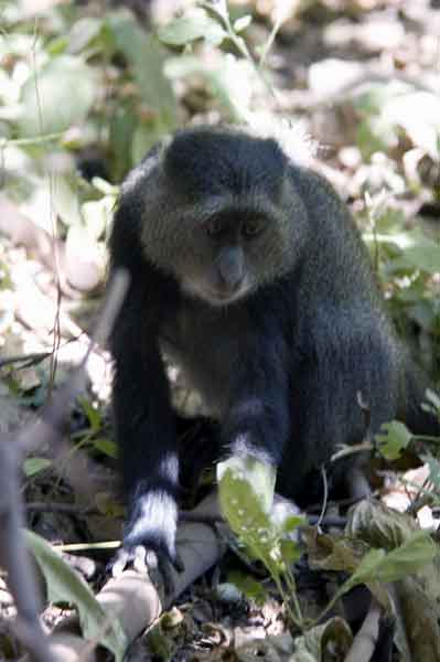Mono Azul - parque nacional lago Manyara - Tanzania 4.jpg